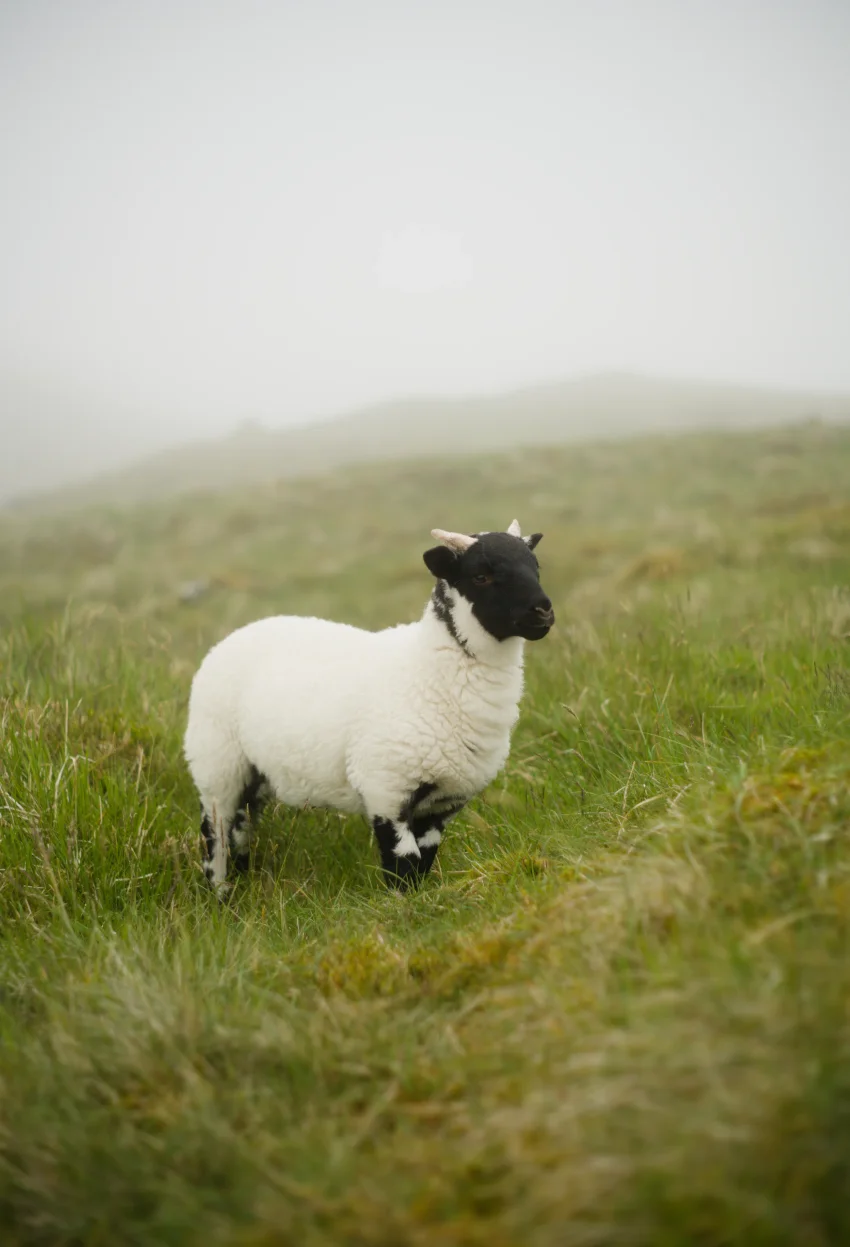 sheep